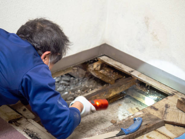 Best Attic Mold Removal  in National Harbor, MD