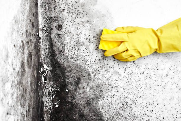 Best Toxic Mold Removal  in National Harbor, MD