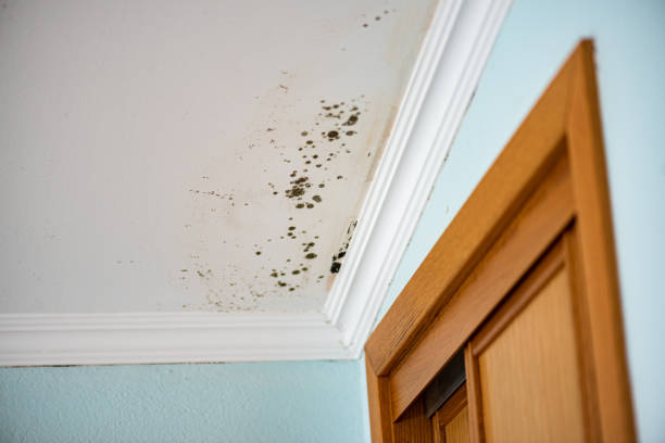 Best Attic Mold Removal  in National Harbor, MD