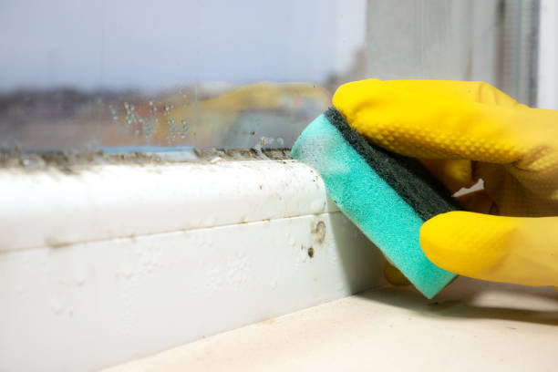 Best Black Mold Removal  in National Harbor, MD