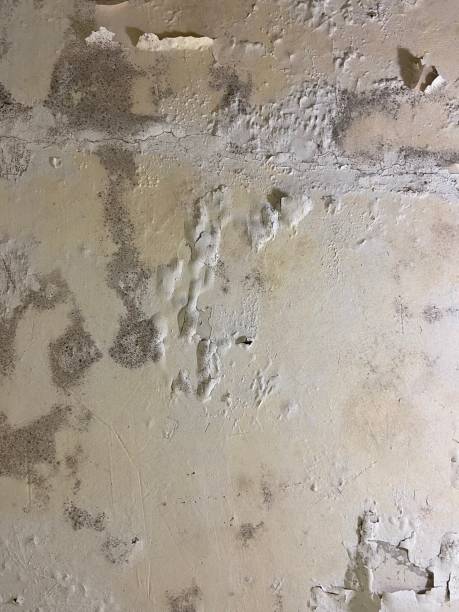 Best Home Mold Removal  in National Harbor, MD