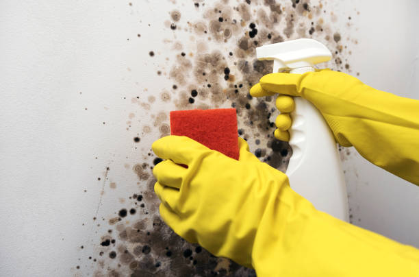 Best Residential Mold Removal  in National Harbor, MD