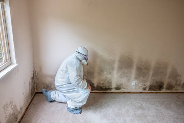 Best Commercial Mold Removal  in National Harbor, MD