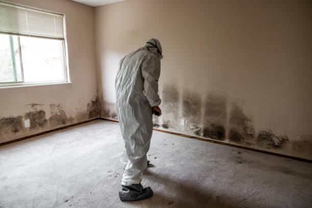 Best Emergency Mold Removal  in National Harbor, MD