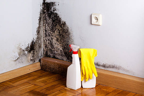 Best Mold Damage Repair  in National Harbor, MD