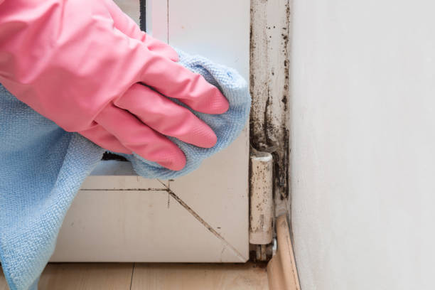 Best Local Mold Removal Service  in National Harbor, MD