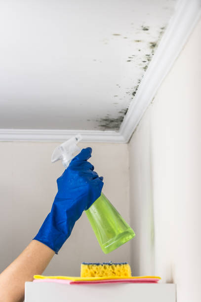 Best Mold Remediation  in National Harbor, MD