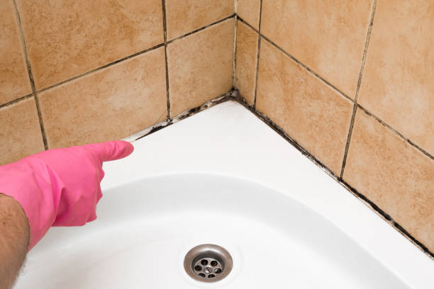 Home Mold Removal in National Harbor, MD